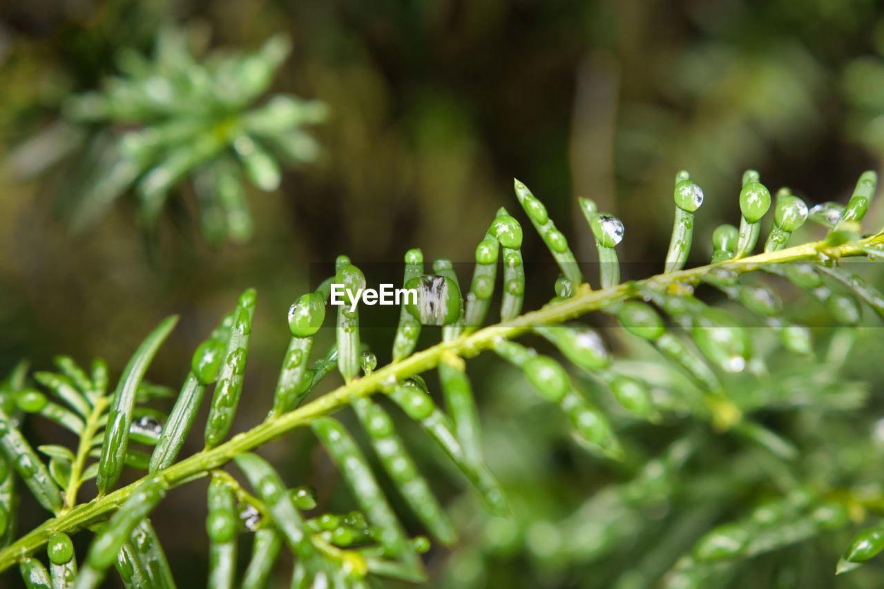 Close-up of wet plant leaves