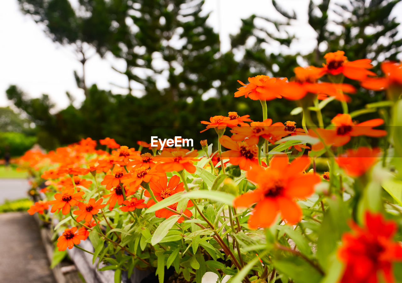 ORANGE FLOWERS BLOOMING OUTDOORS