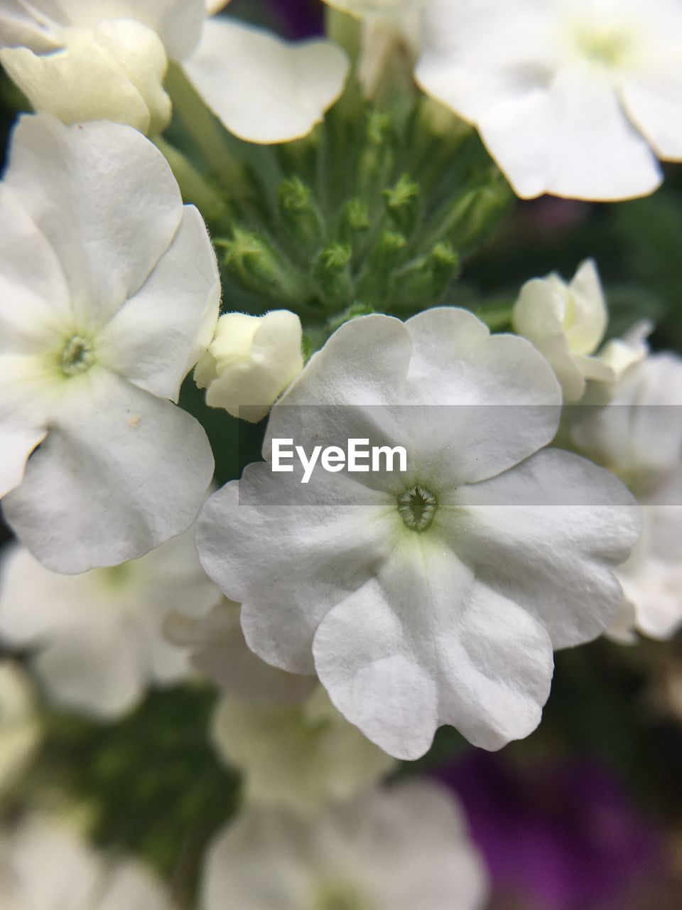 CLOSE-UP OF WHITE FLOWERS BLOOMING