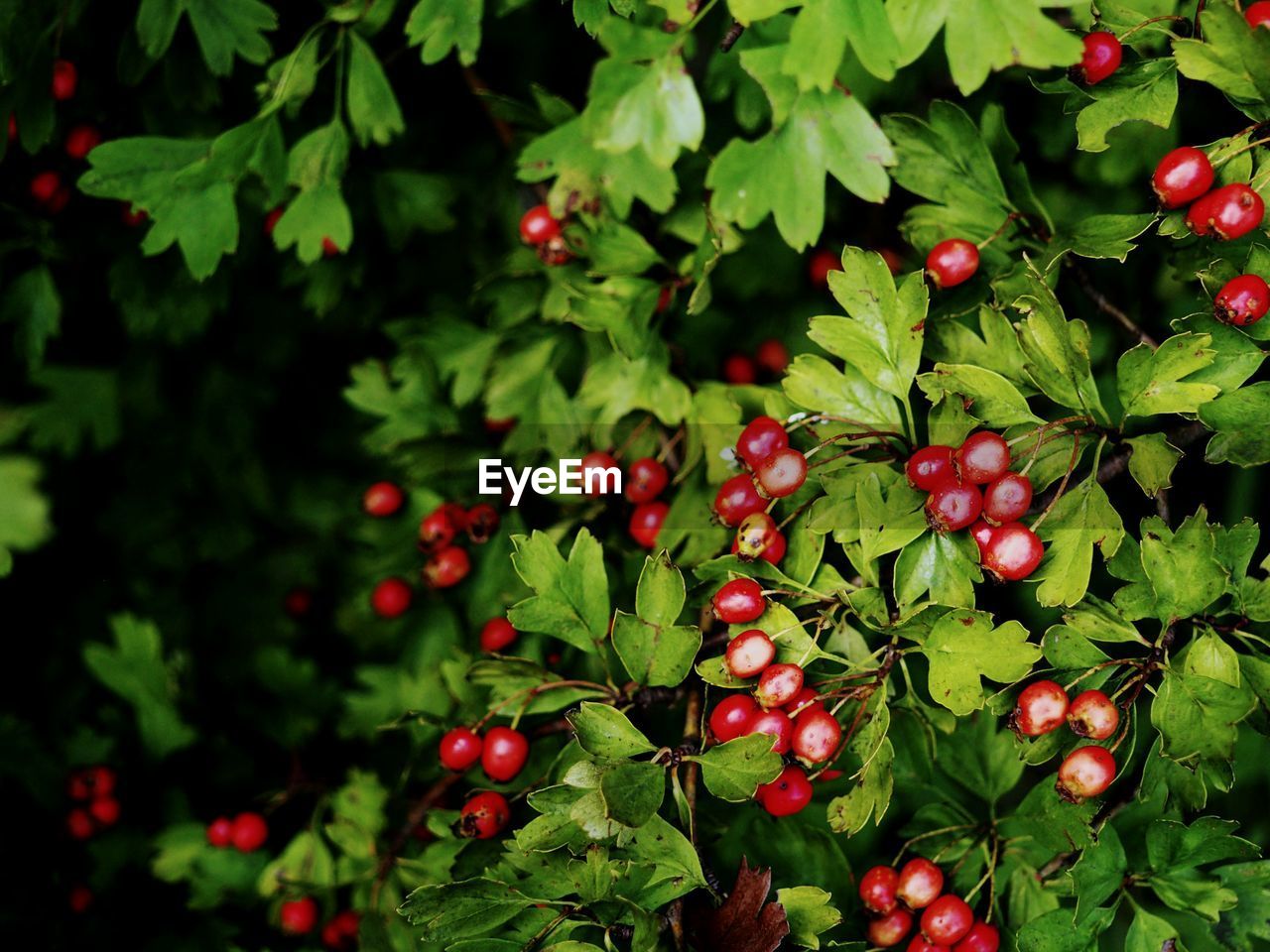 Some wild berries or fruit