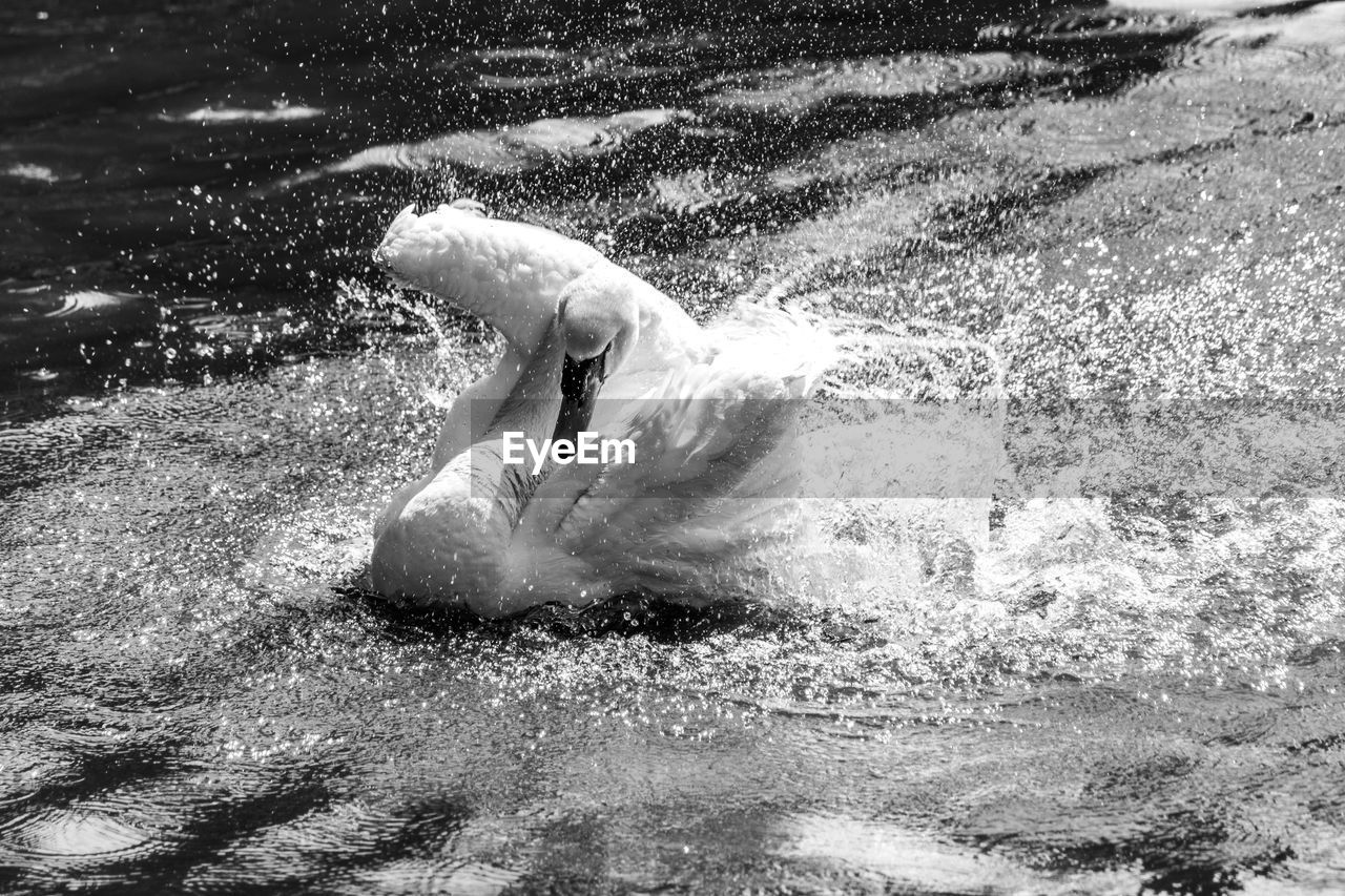 VIEW OF A BIRD IN WATER