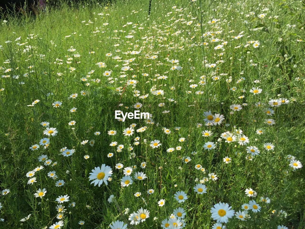 White flowers growing in field