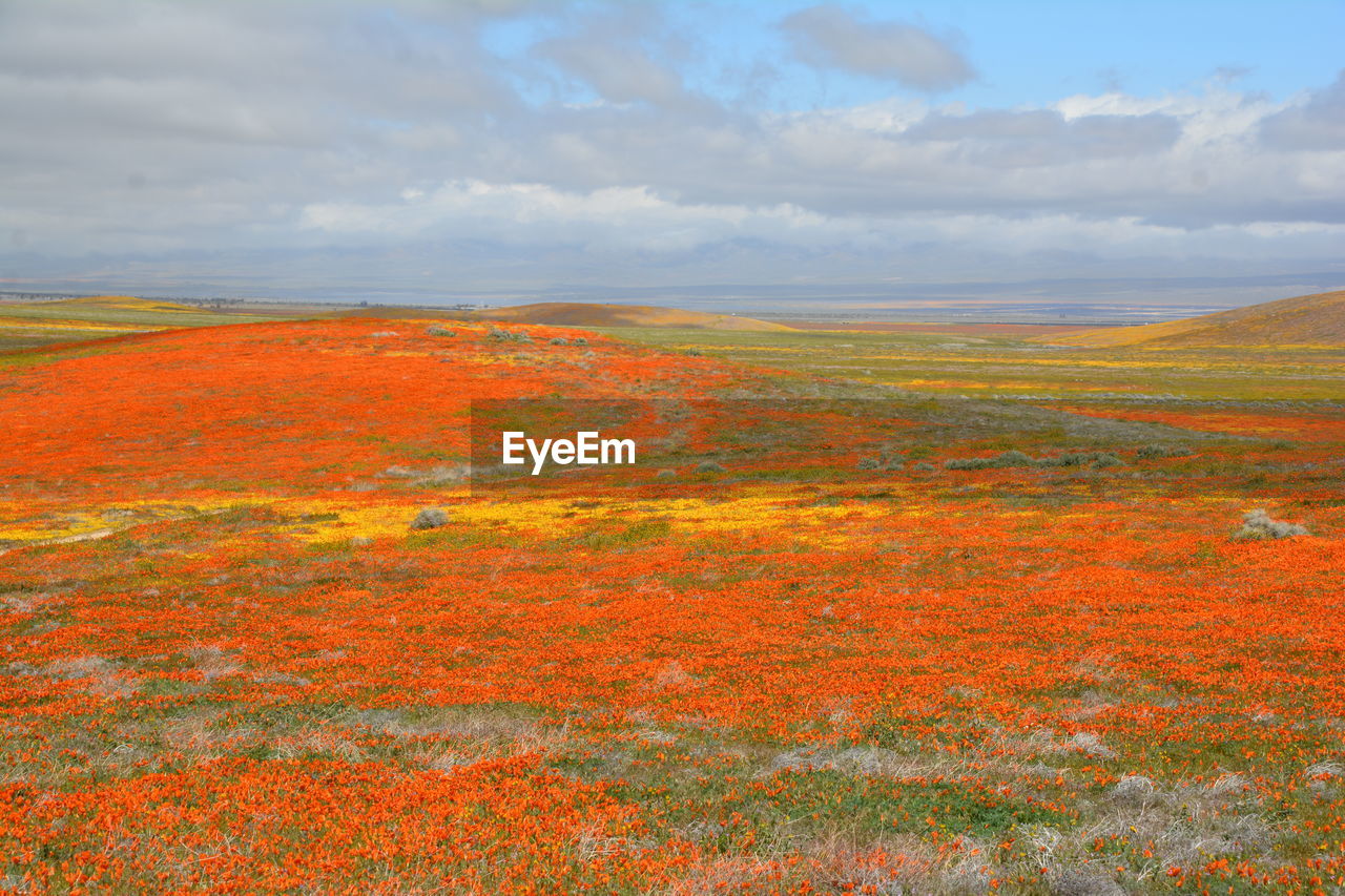 Scenic view of field against sky during autumn