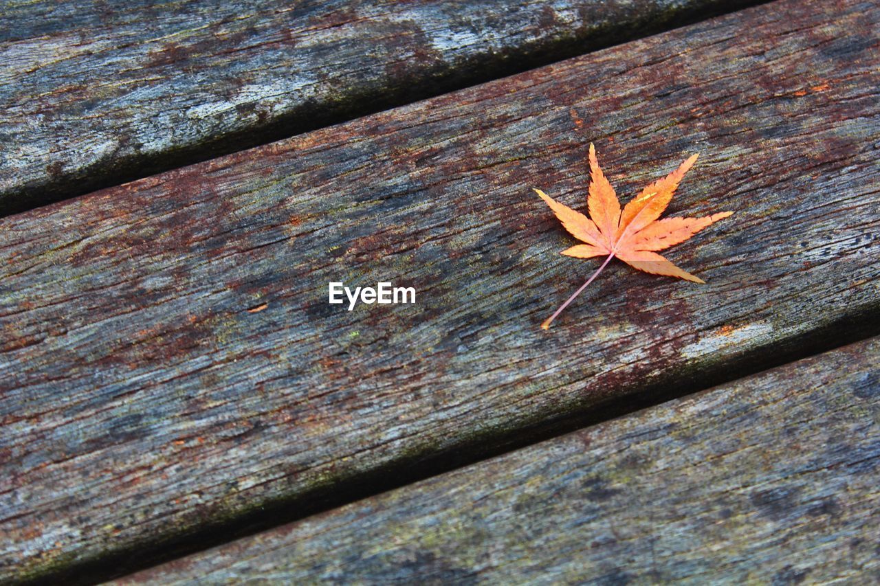 Close-up of maple leaf fallen on floorboard during autumn