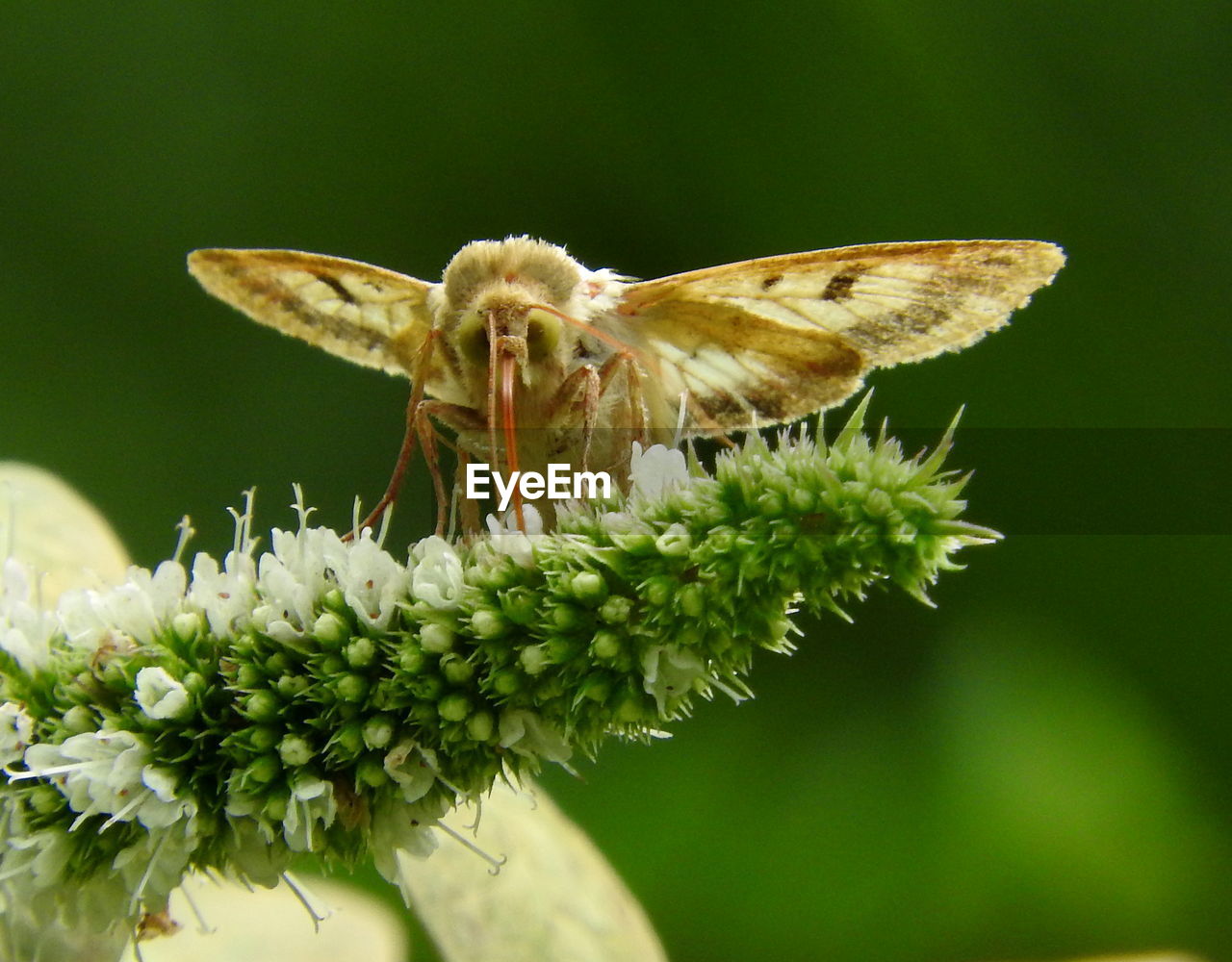 Close-up of insect on flower against blurred background