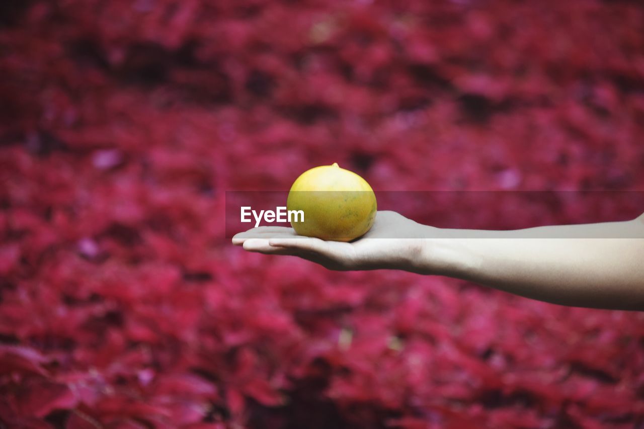 Close-up of hand holding fruit