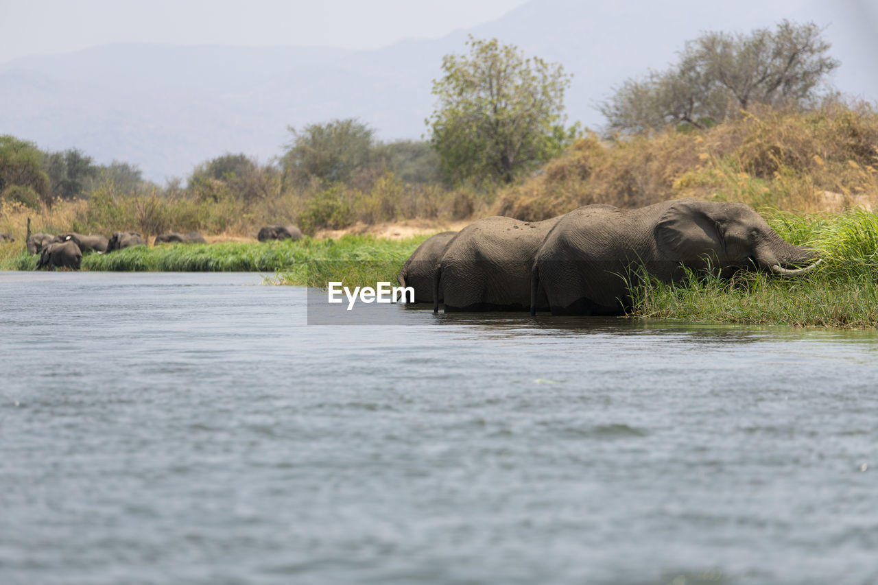 View of elephant in river