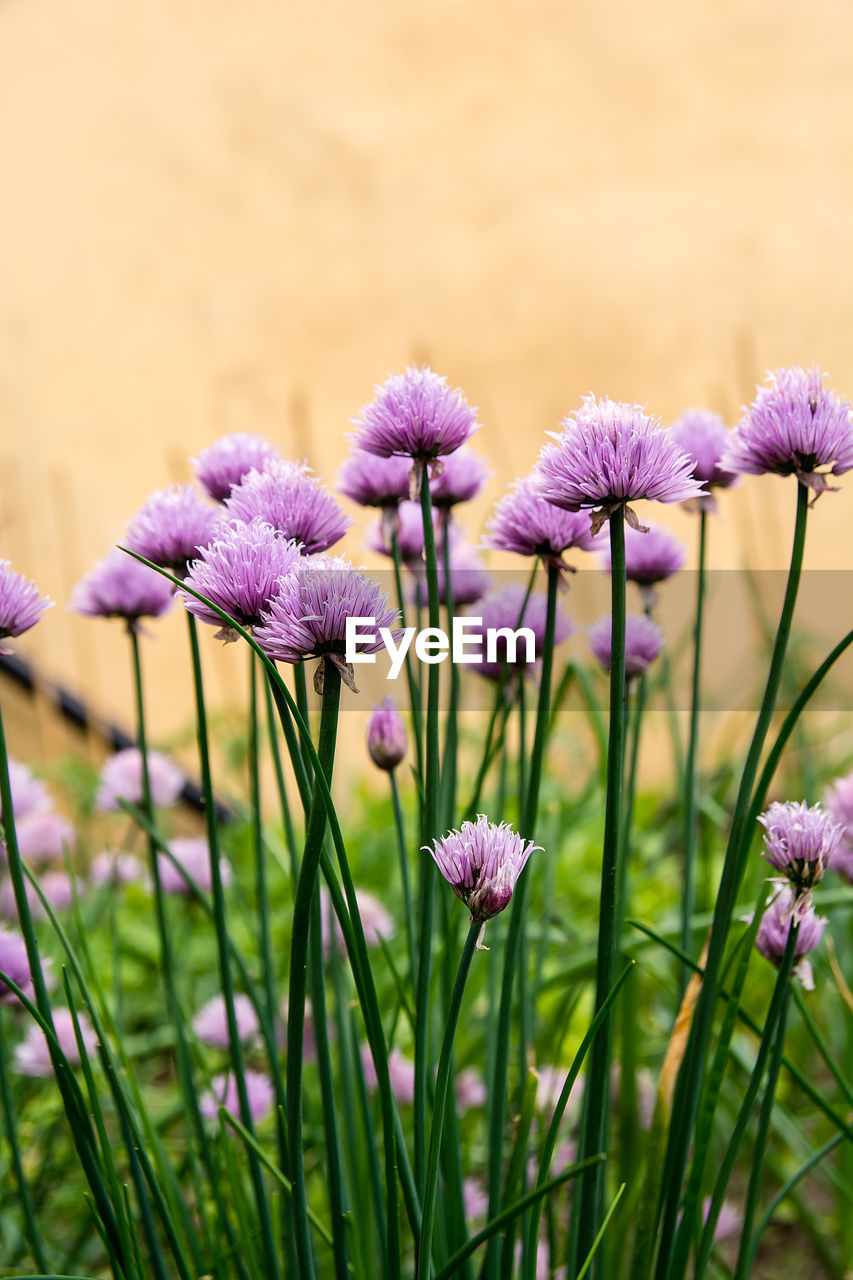 CLOSE-UP OF PURPLE FLOWERS ON FIELD