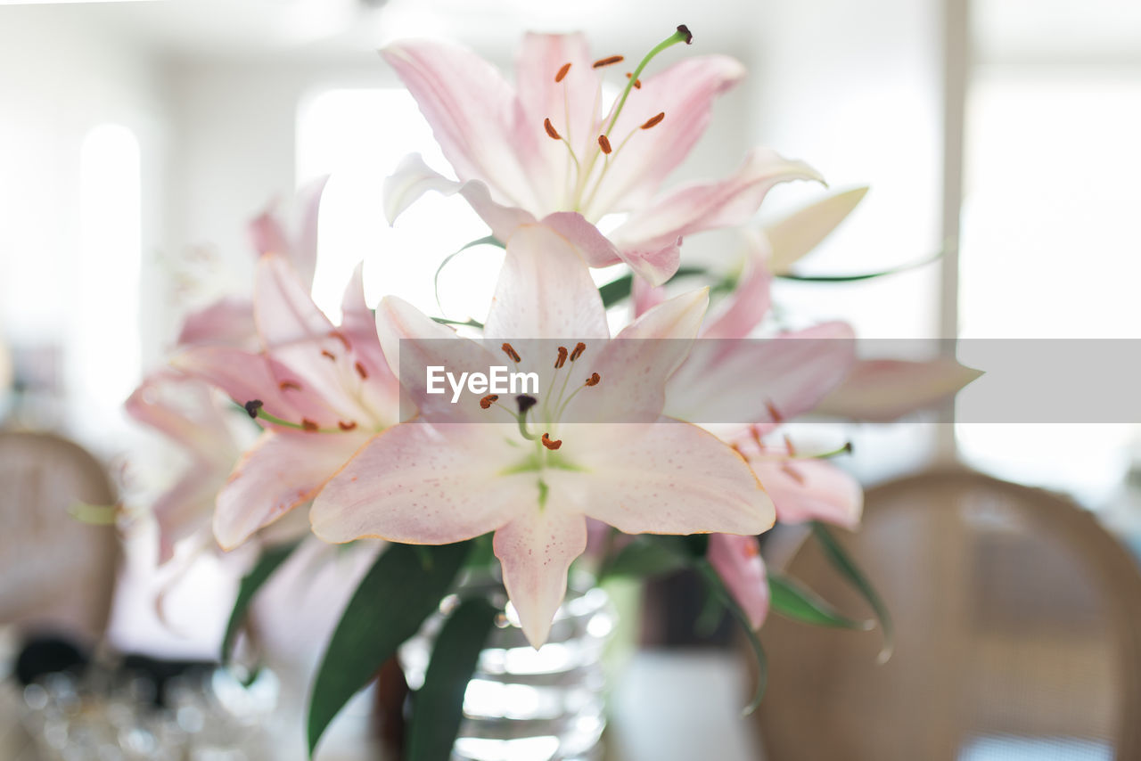 Close-up of pink flowers