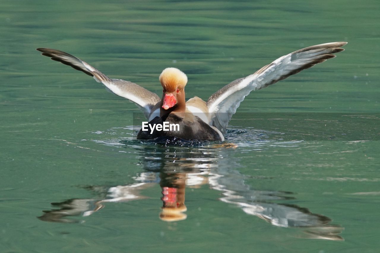 Red-crested pochard on river