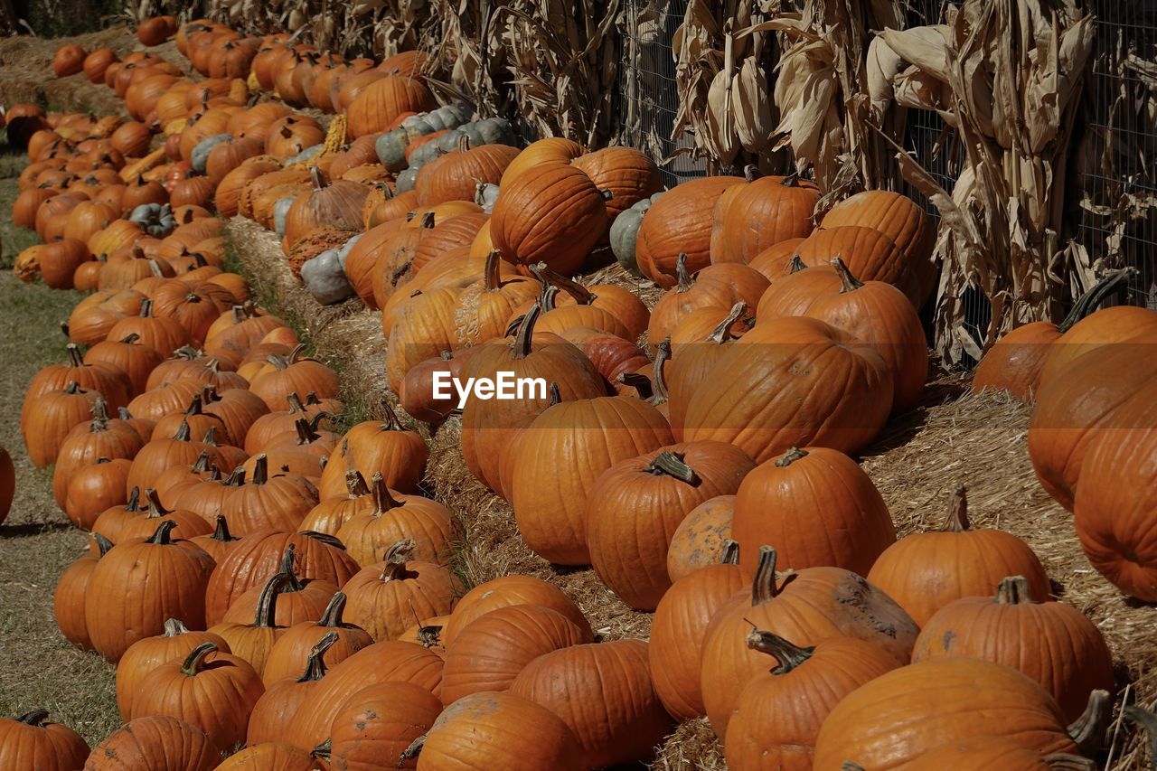 Hundreds of pumpkins are gathered together and stacked on hay in a pumpkin patch.