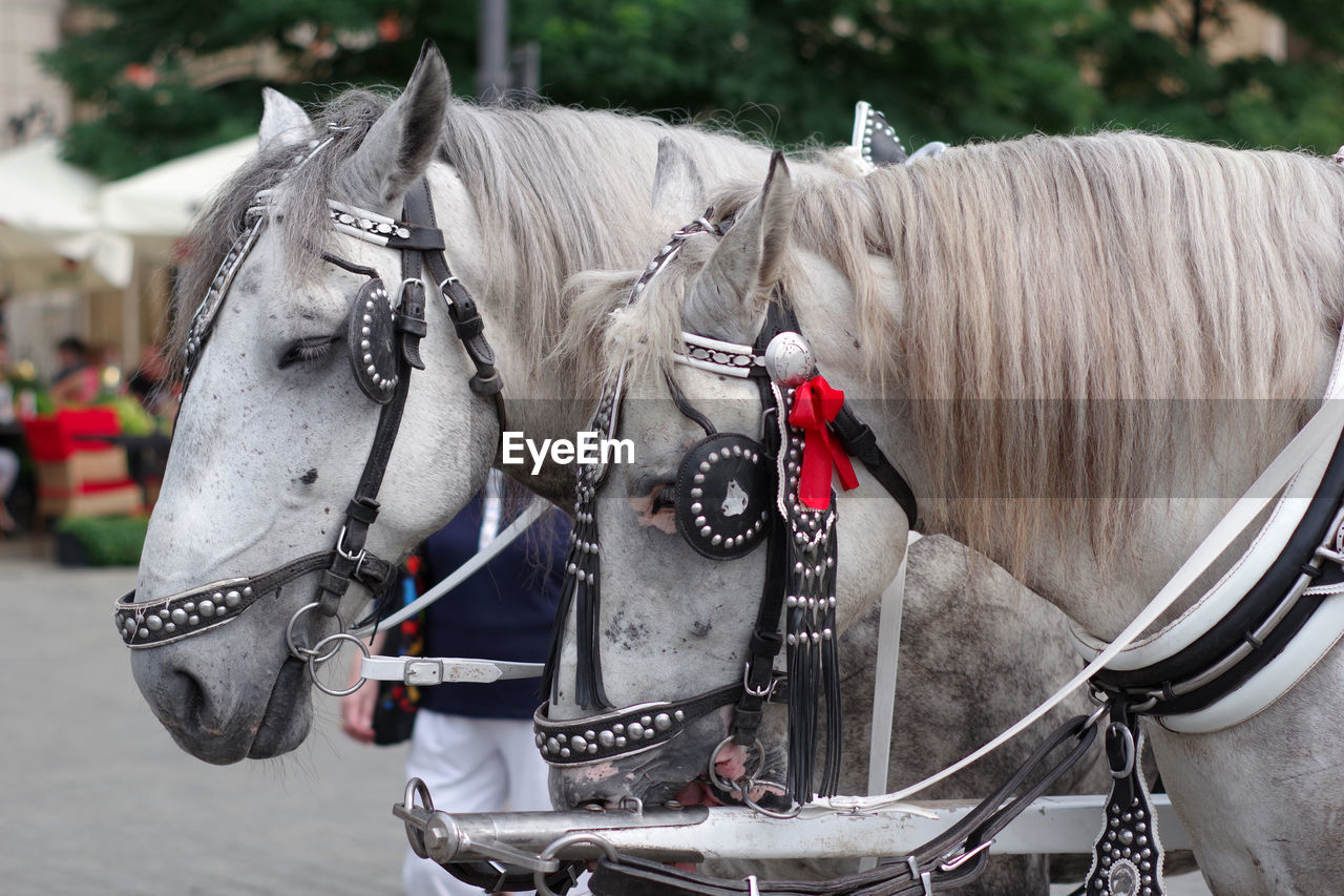 Panoramic view of horse cart