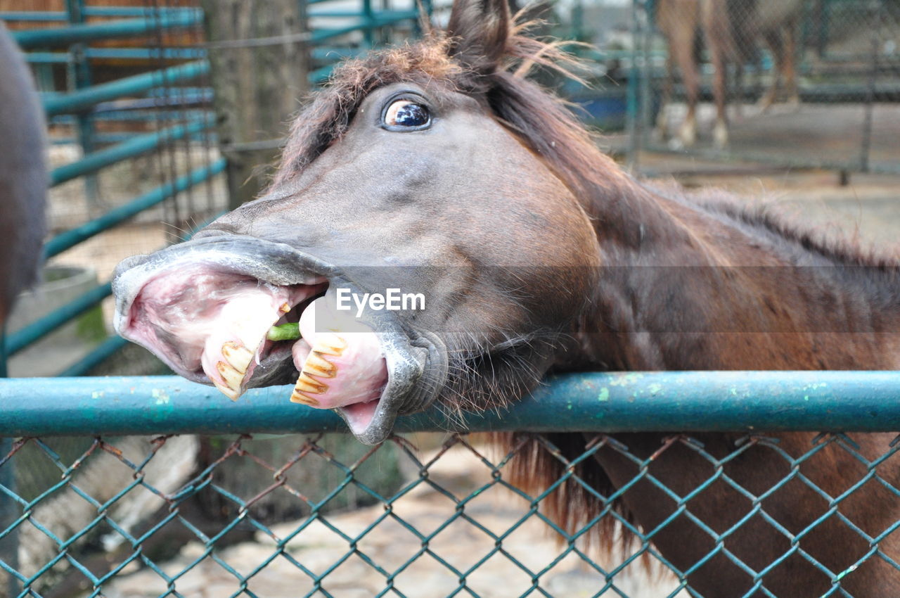 CLOSE-UP OF HORSE EATING FENCE IN A FARM