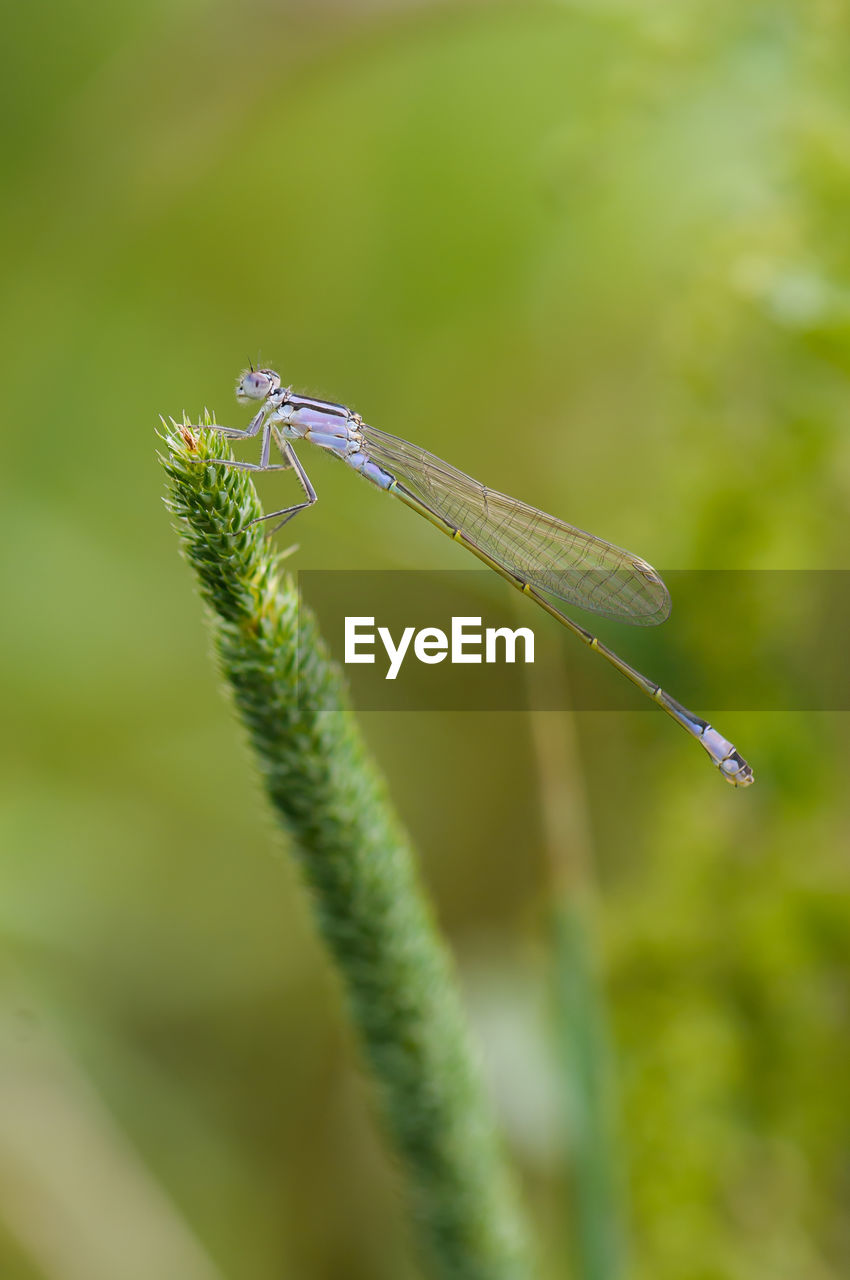CLOSE-UP OF INSECT