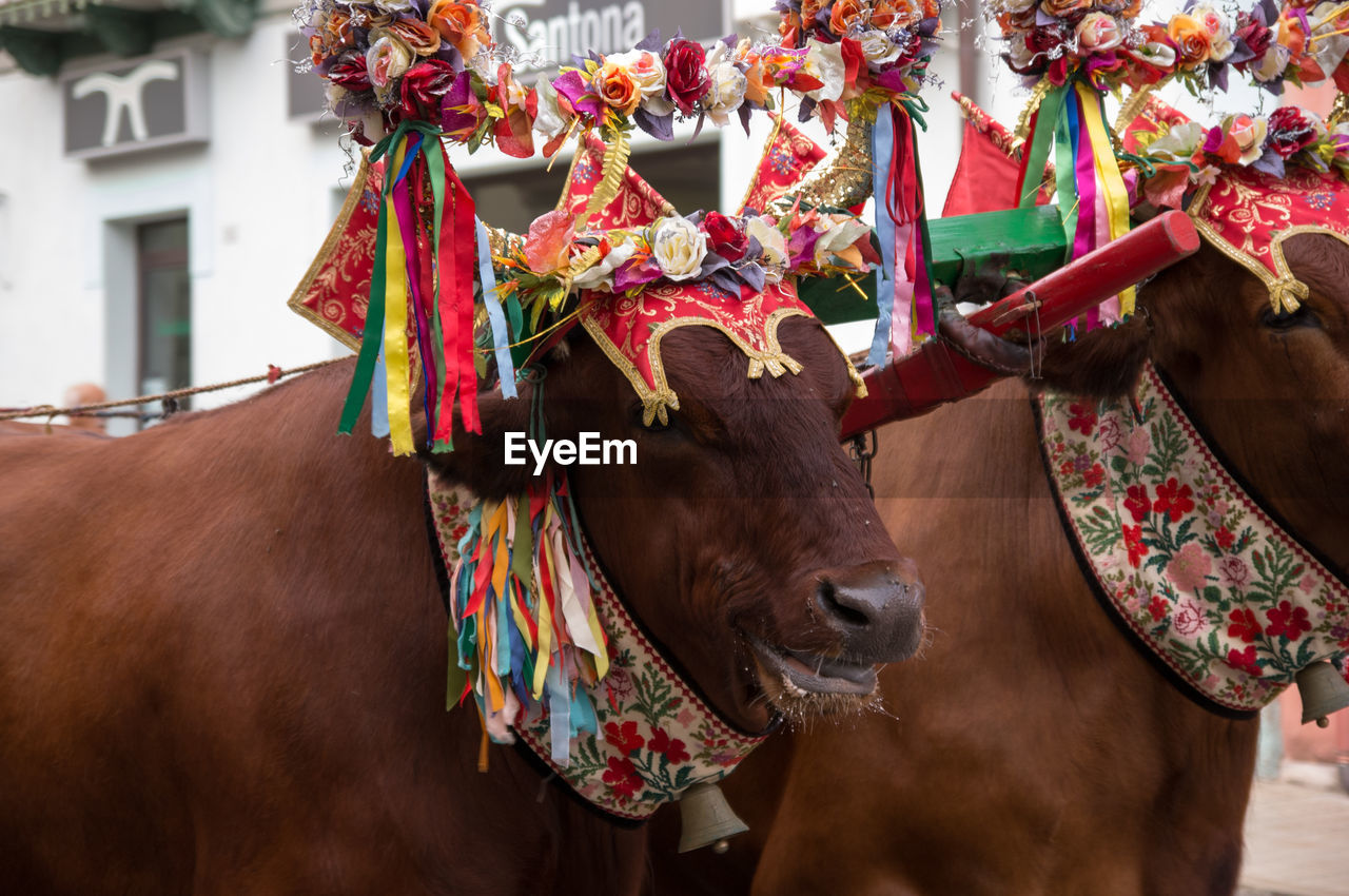 CLOSE-UP PORTRAIT OF COWS IN THE ANIMAL