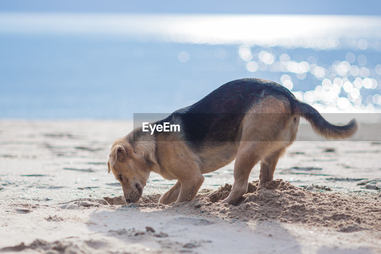 Cute dog on beach