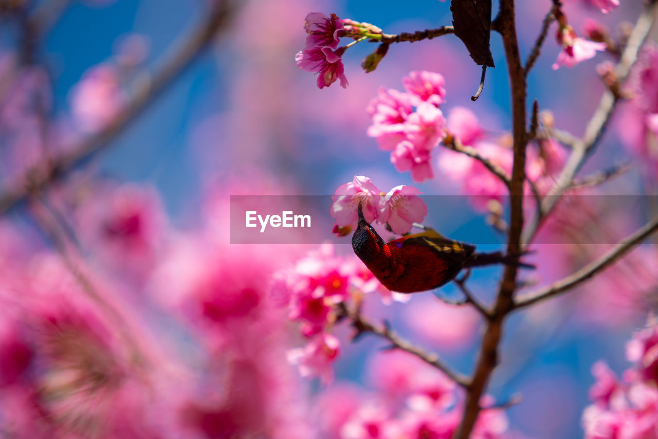 Close-up of cherry blossoms on branch