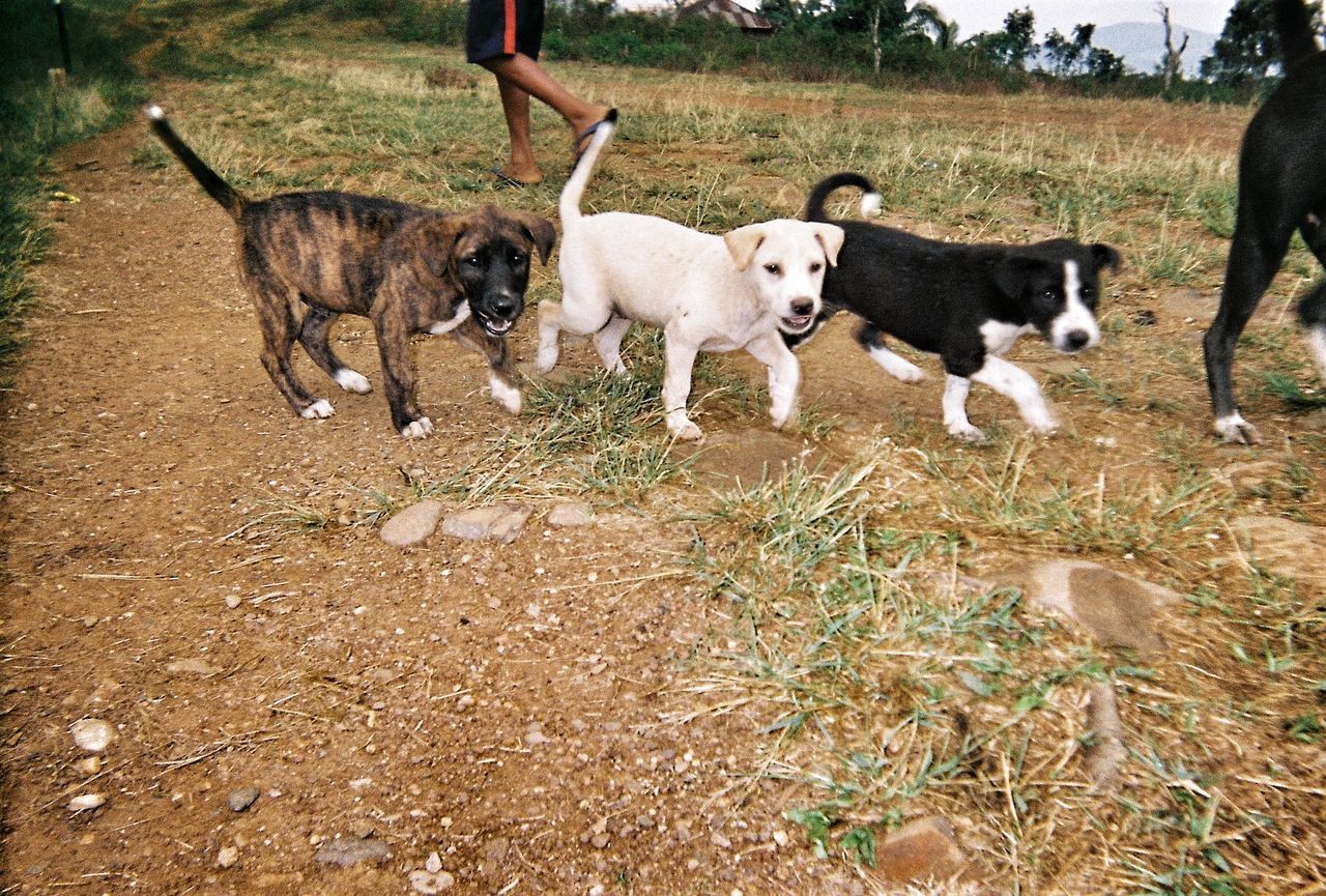DOG WITH DOGS ON GROUND