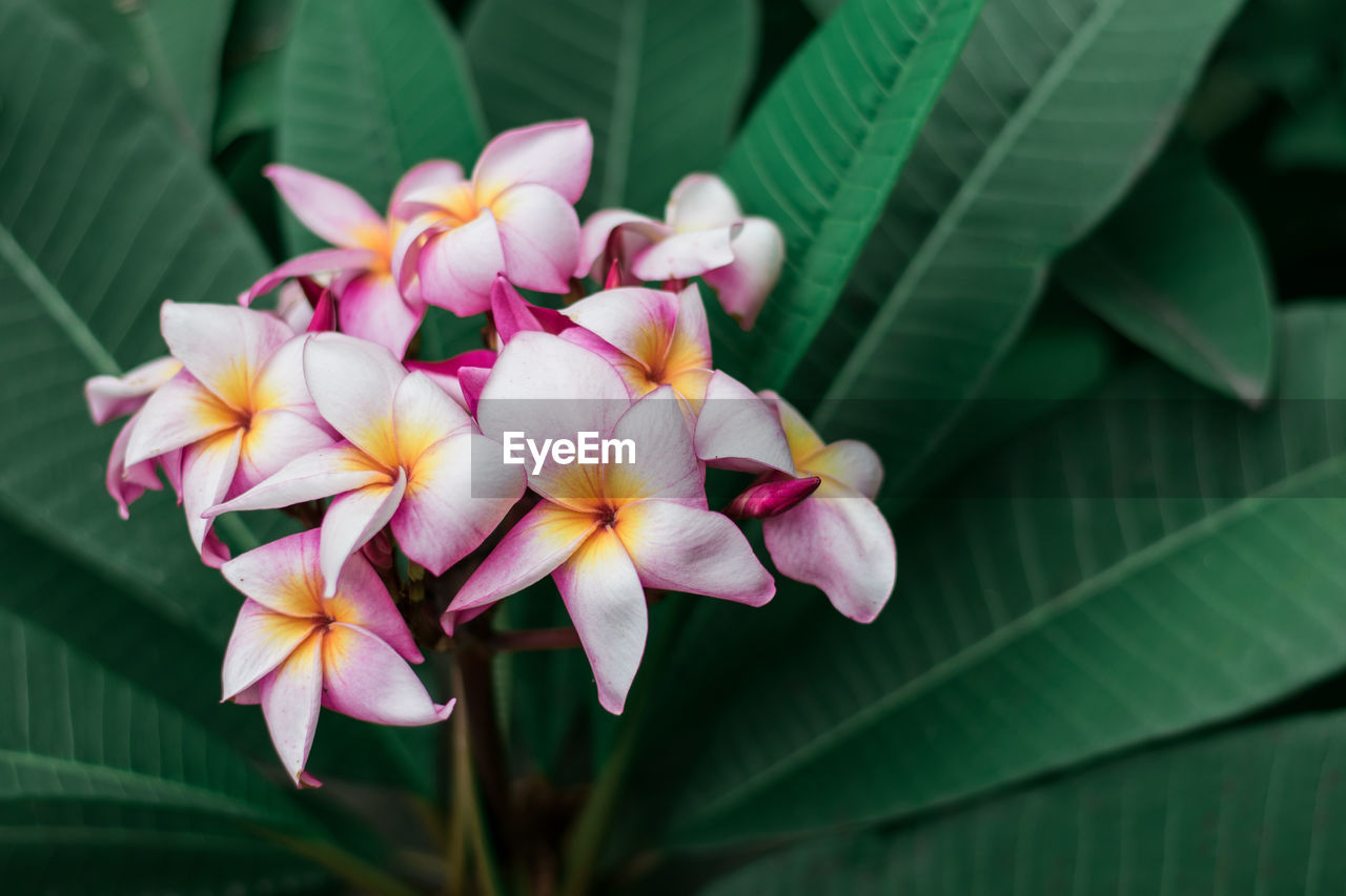 Close-up of pink flowering plant