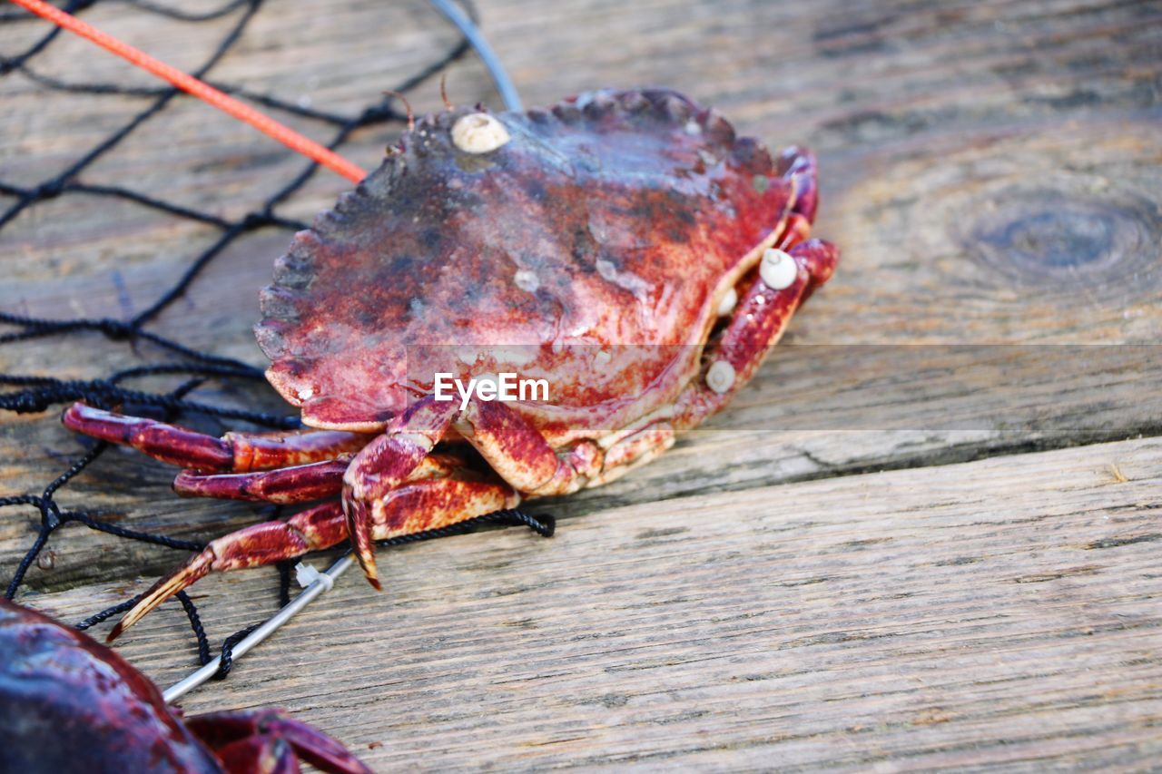 Close-up of crab on wood