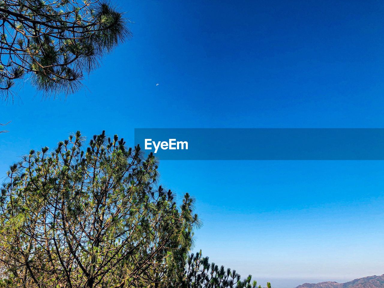 LOW ANGLE VIEW OF PLANTS AGAINST CLEAR BLUE SKY