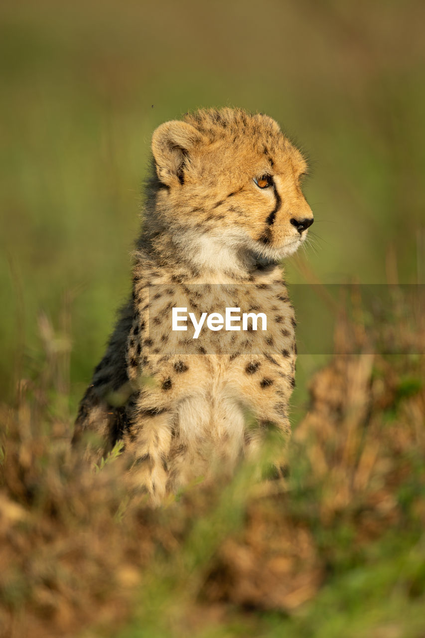 Cheetah cub sits in savannah facing right