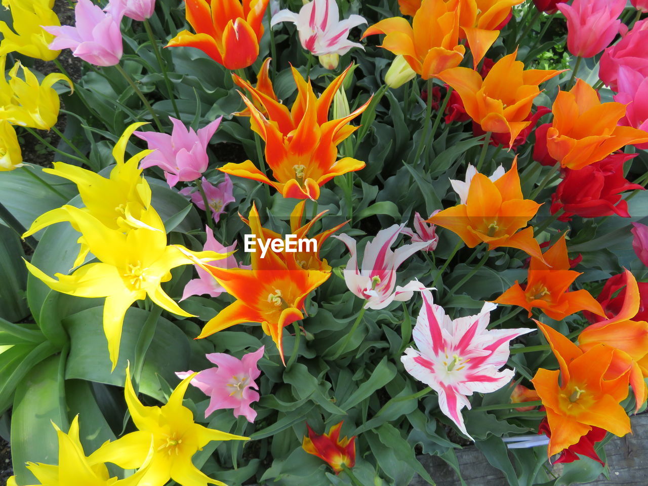 CLOSE-UP OF MULTI COLORED FLOWERS