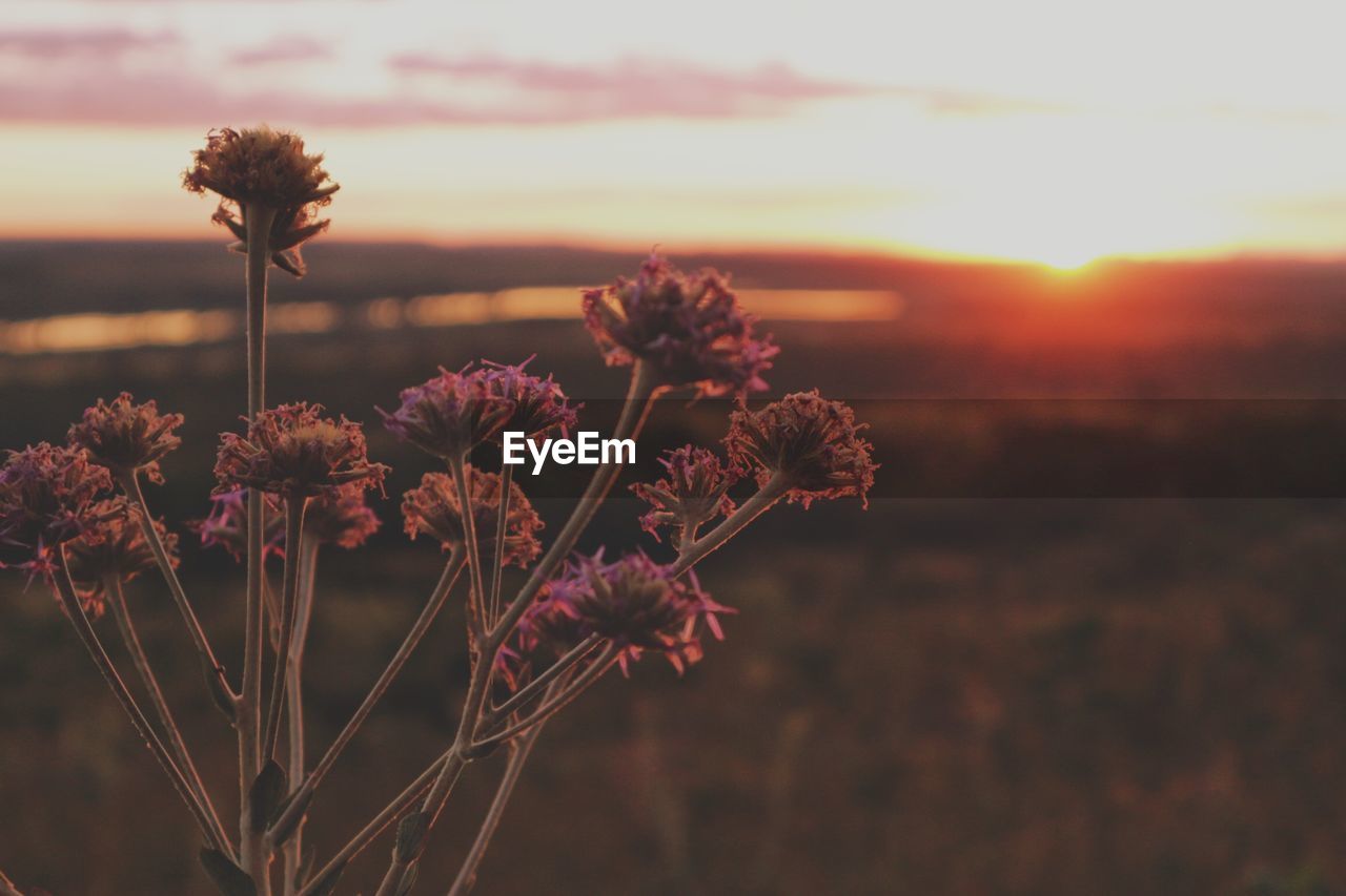 Close-up of flowering plant on field against sky during sunset