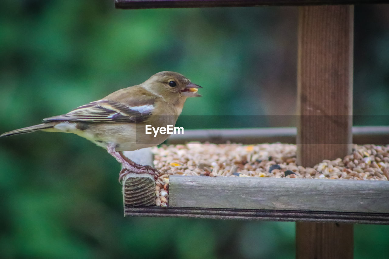 Close-up of robin perching on feeder