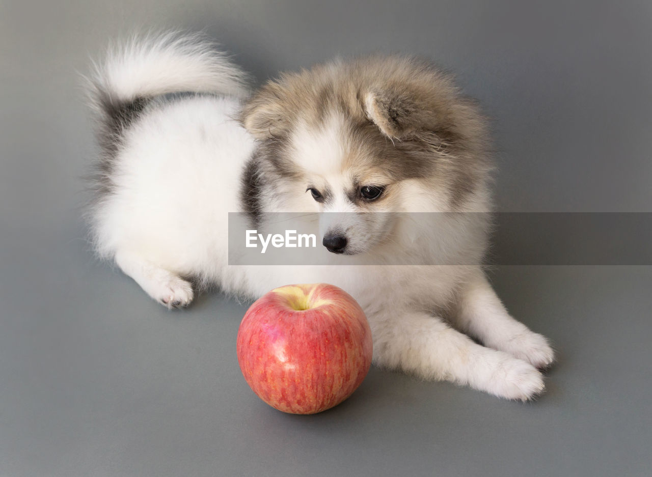Close-up of dog by apple