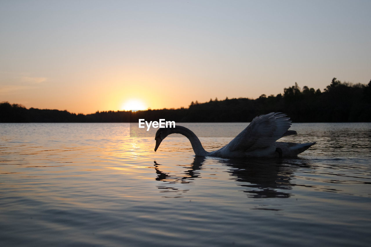 SWANS SWIMMING IN LAKE