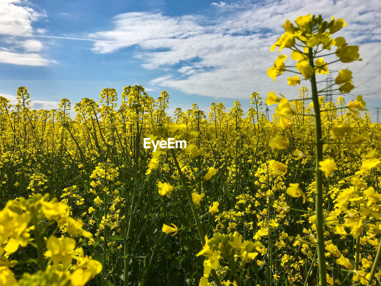 Yellow flowering plants growing on field