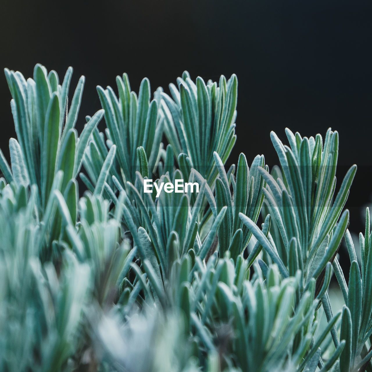 Close-up of plants growing outdoors