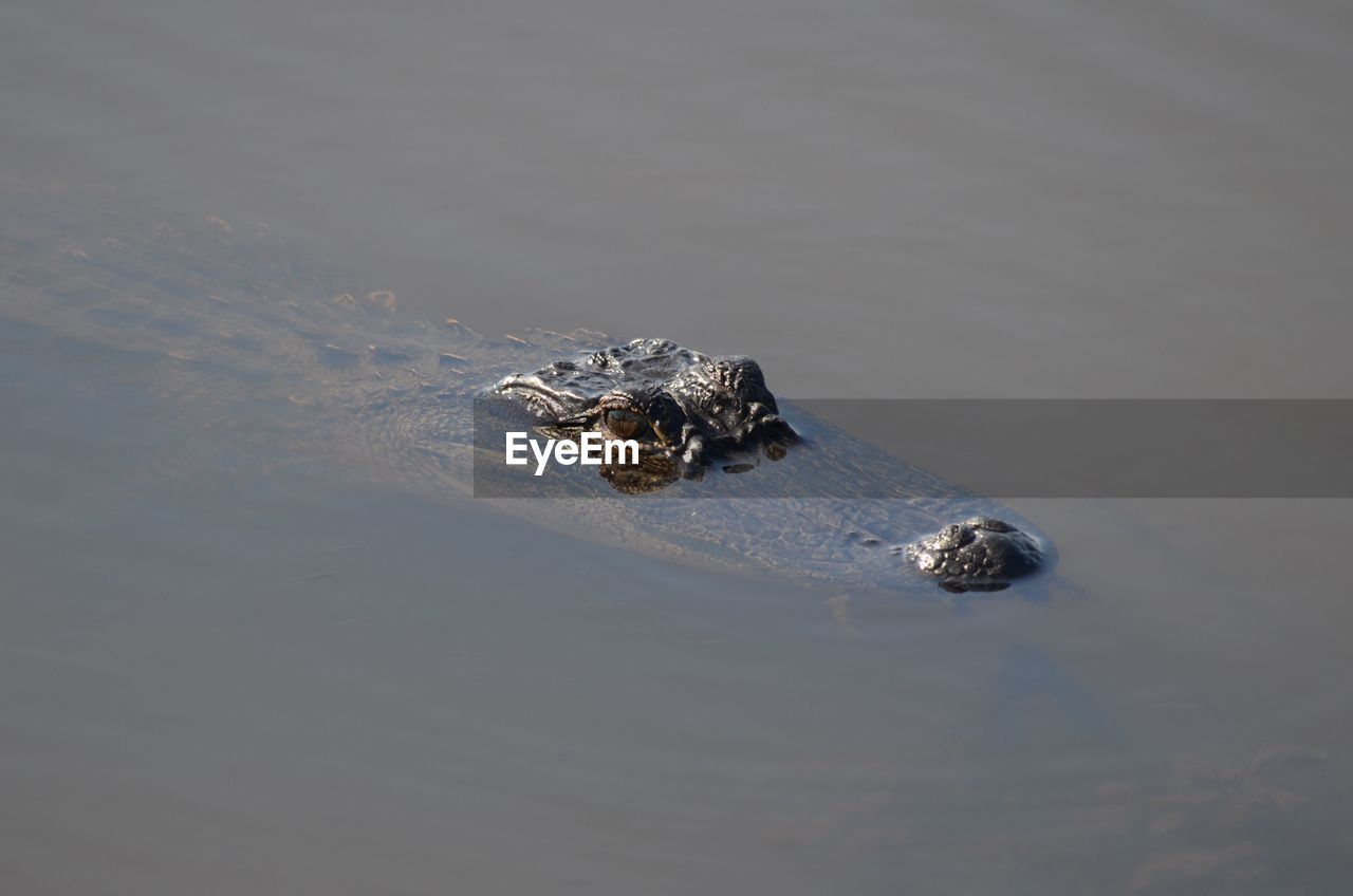 Gator taking a peek