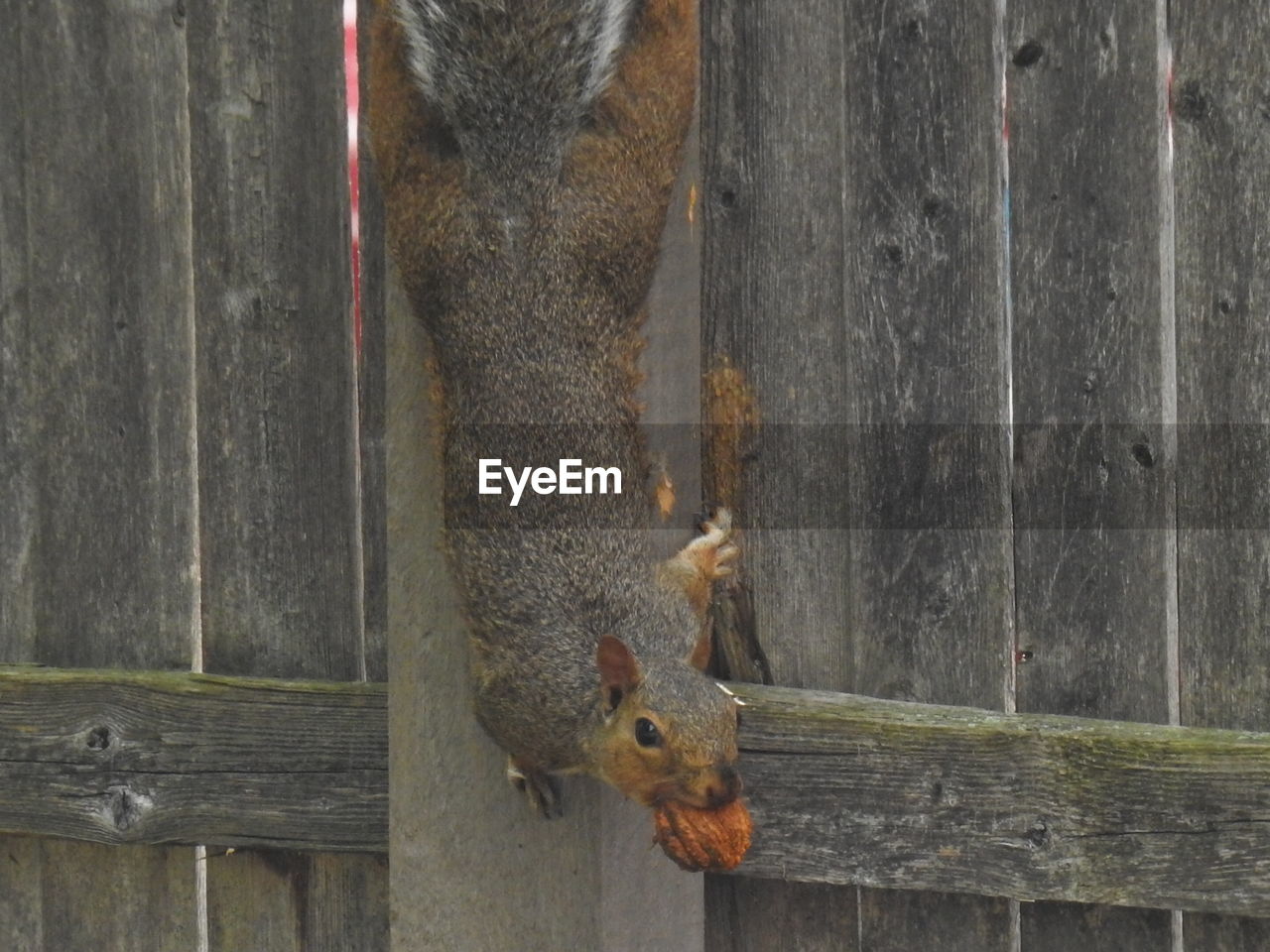 CLOSE-UP OF IGUANA ON WOOD