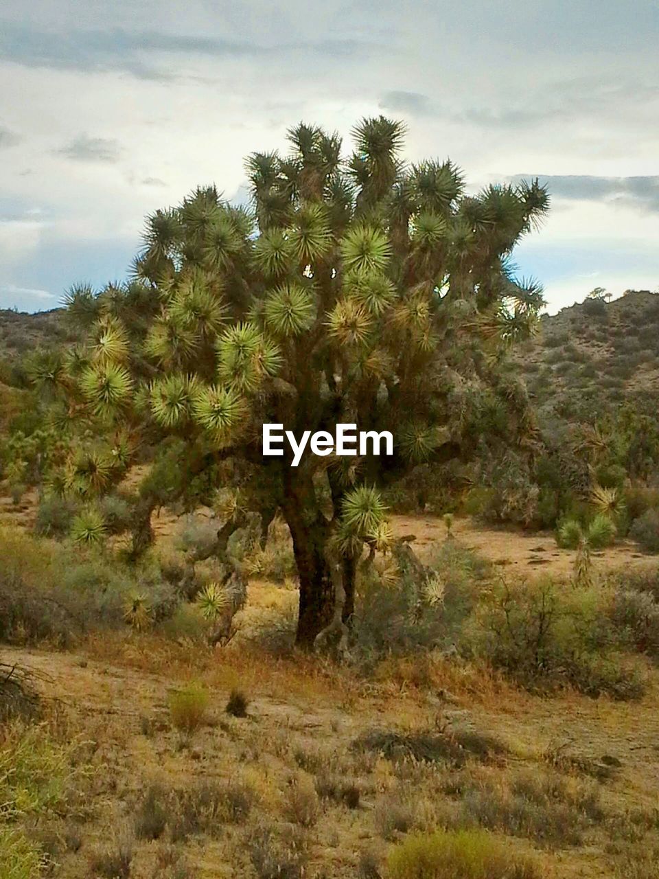 Trees on field against sky