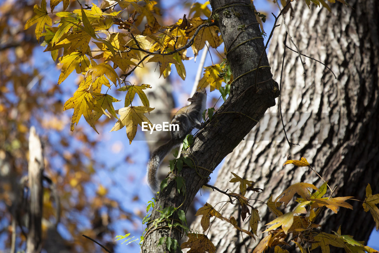 Cute eastern gray squirrel sciurus carolinensis preparing to jump