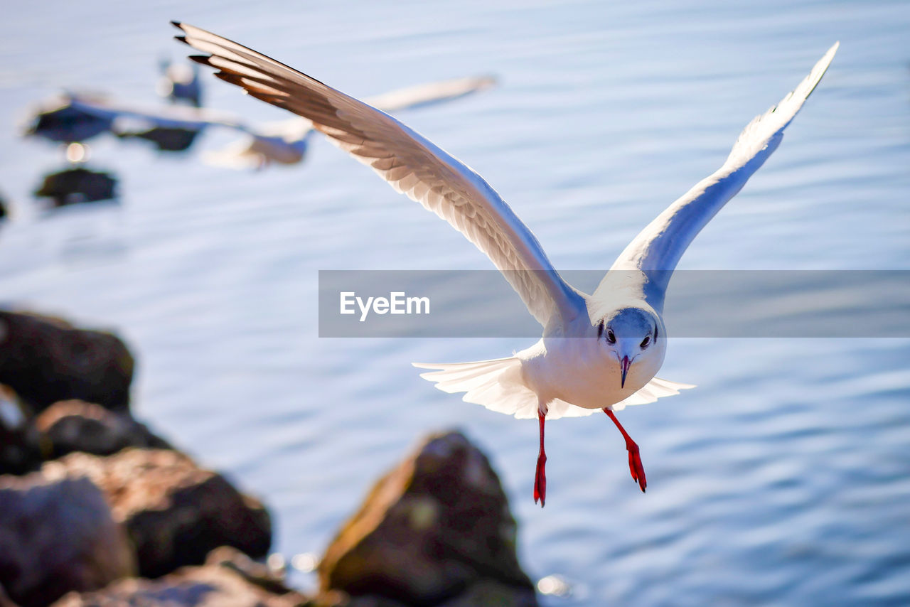 animal themes, animal, animal wildlife, wildlife, bird, flying, water, spread wings, one animal, seabird, nature, animal body part, seagull, no people, beak, day, sea, wing, animal wing, rock, outdoors, focus on foreground, gull, full length, beauty in nature