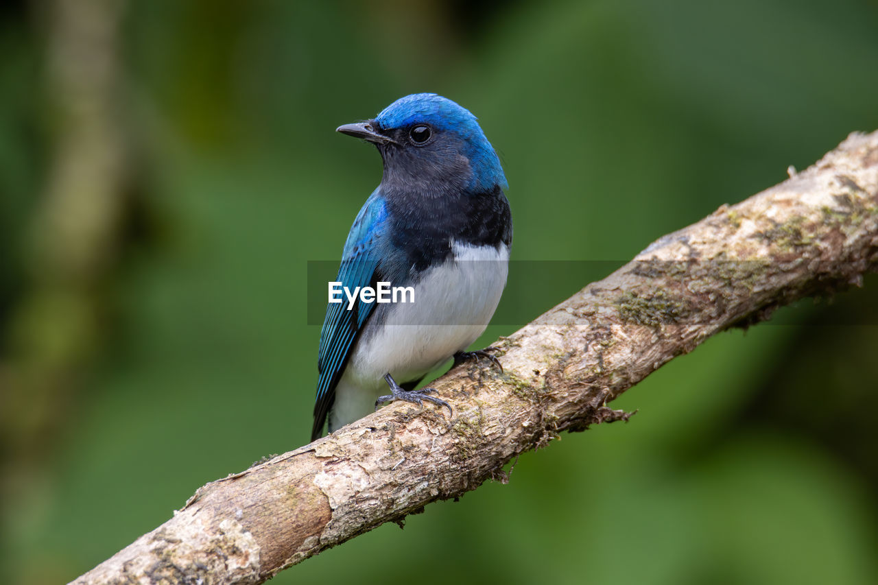 Blue-and-white flycatcher, japanese flycatcher male blue and white color perched on a tree