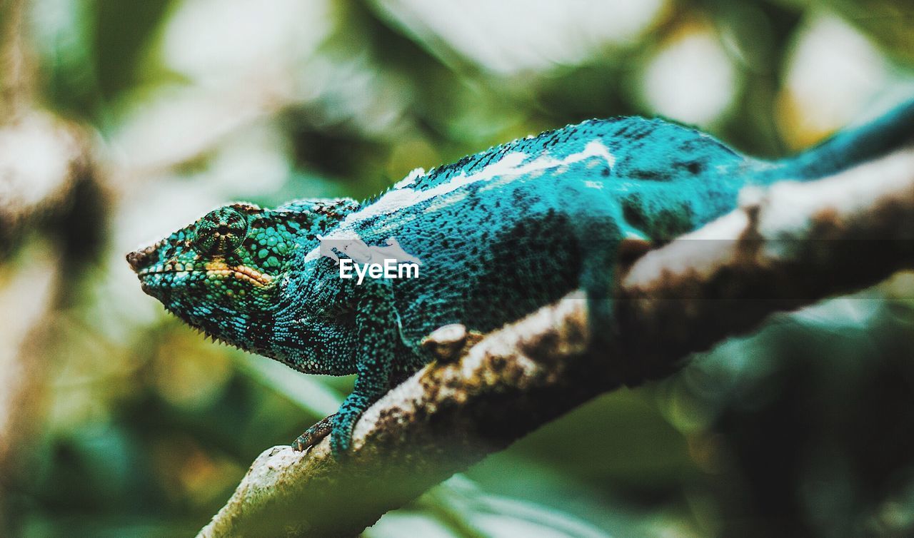 Close-up of chameleon on tree