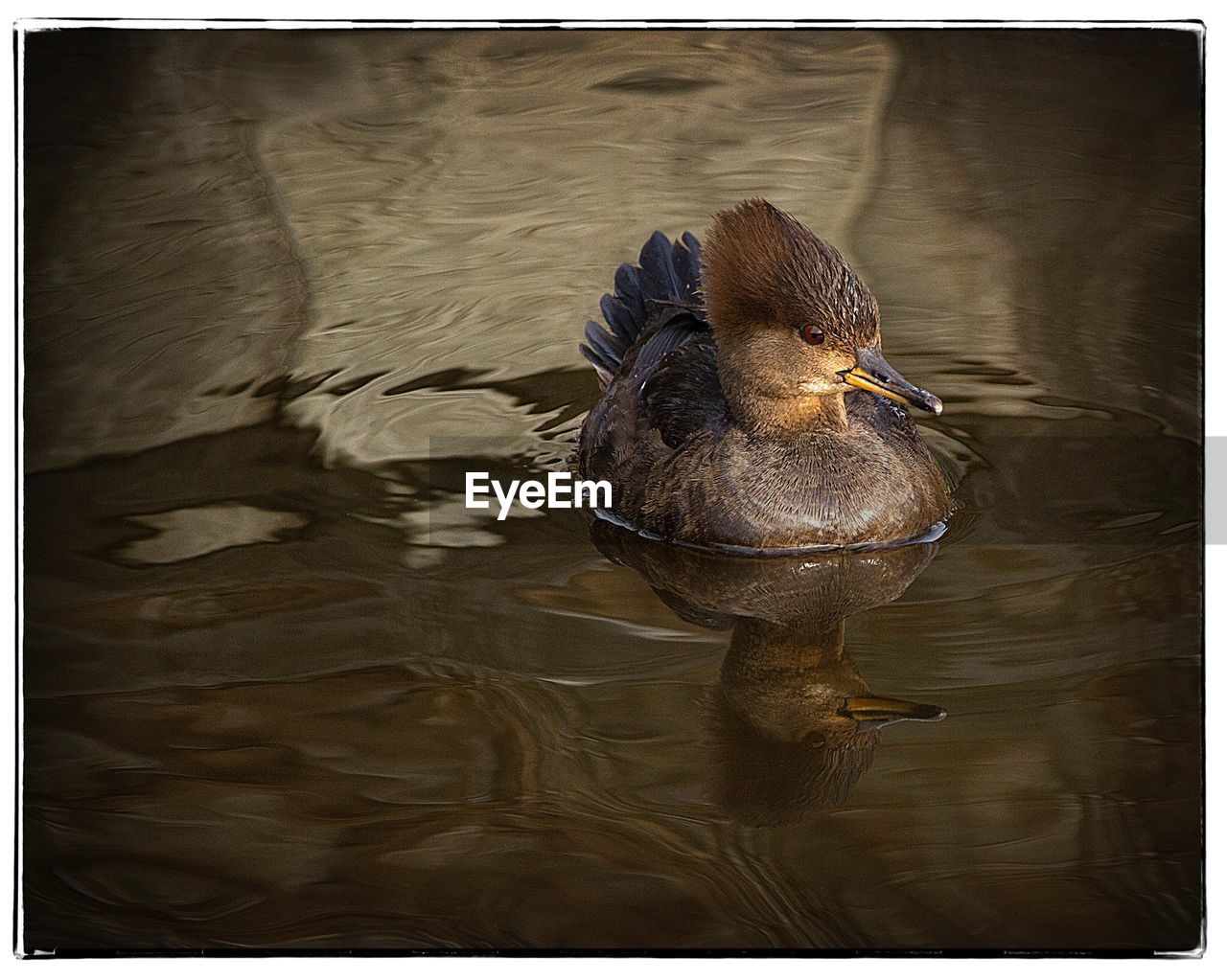 CLOSE-UP OF DUCKS SWIMMING IN LAKE