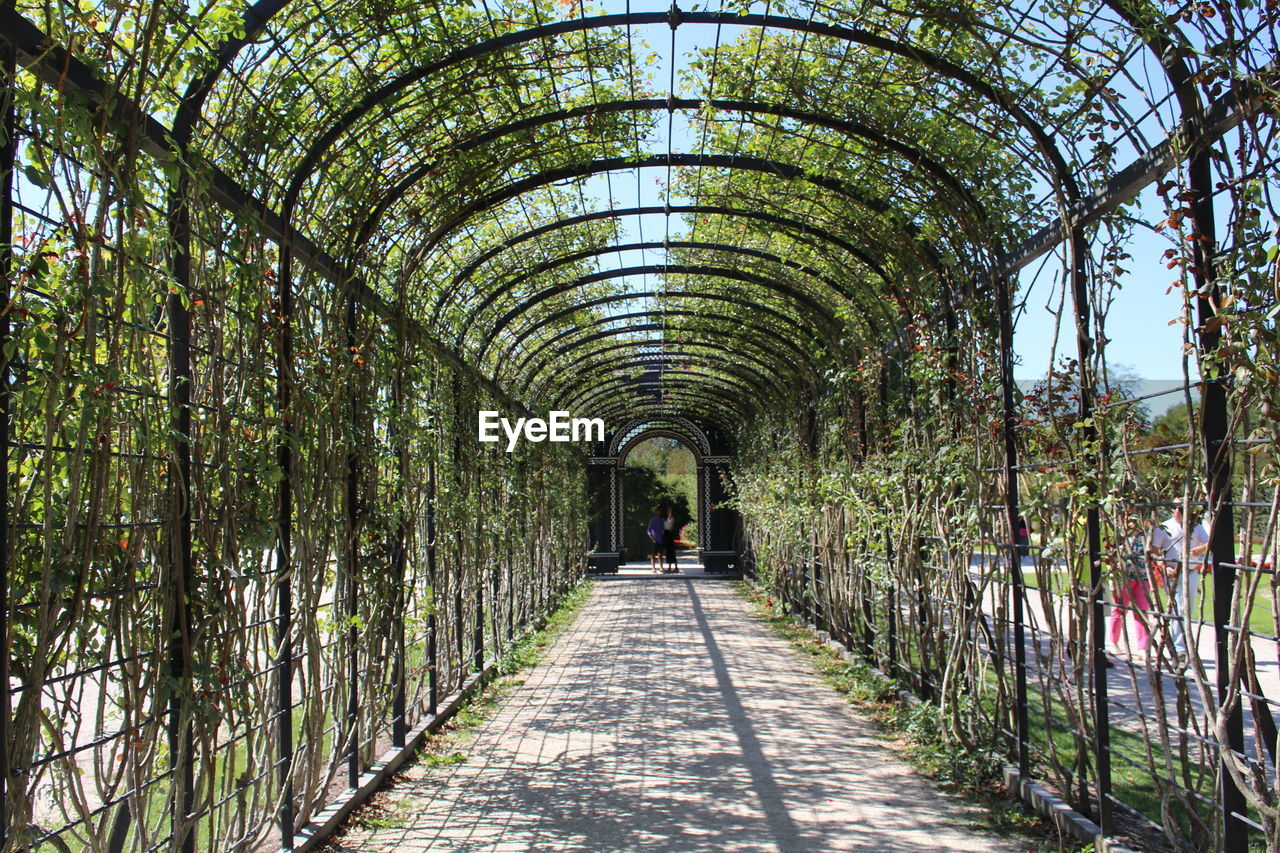 WALKWAY AMIDST TREES