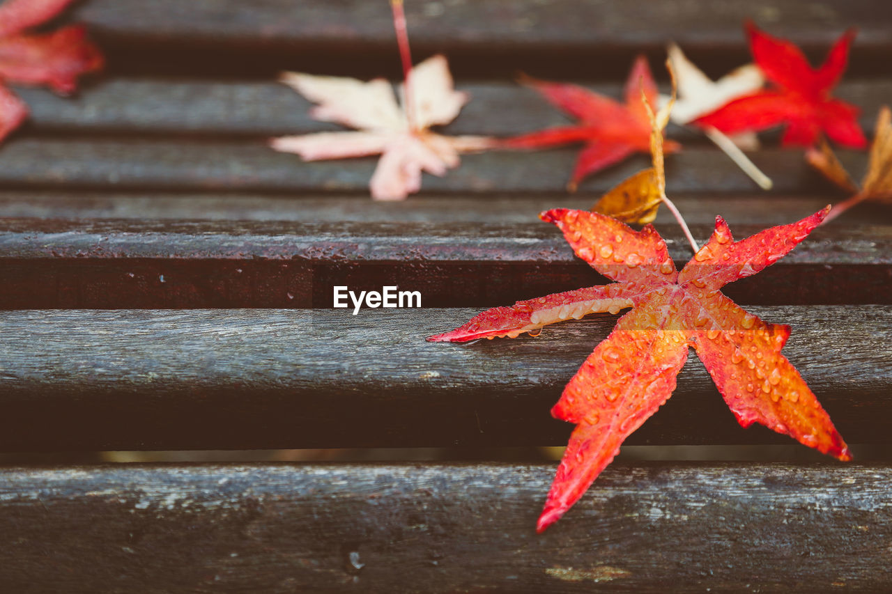 Close-up of wet maple leaf on wood during autumn