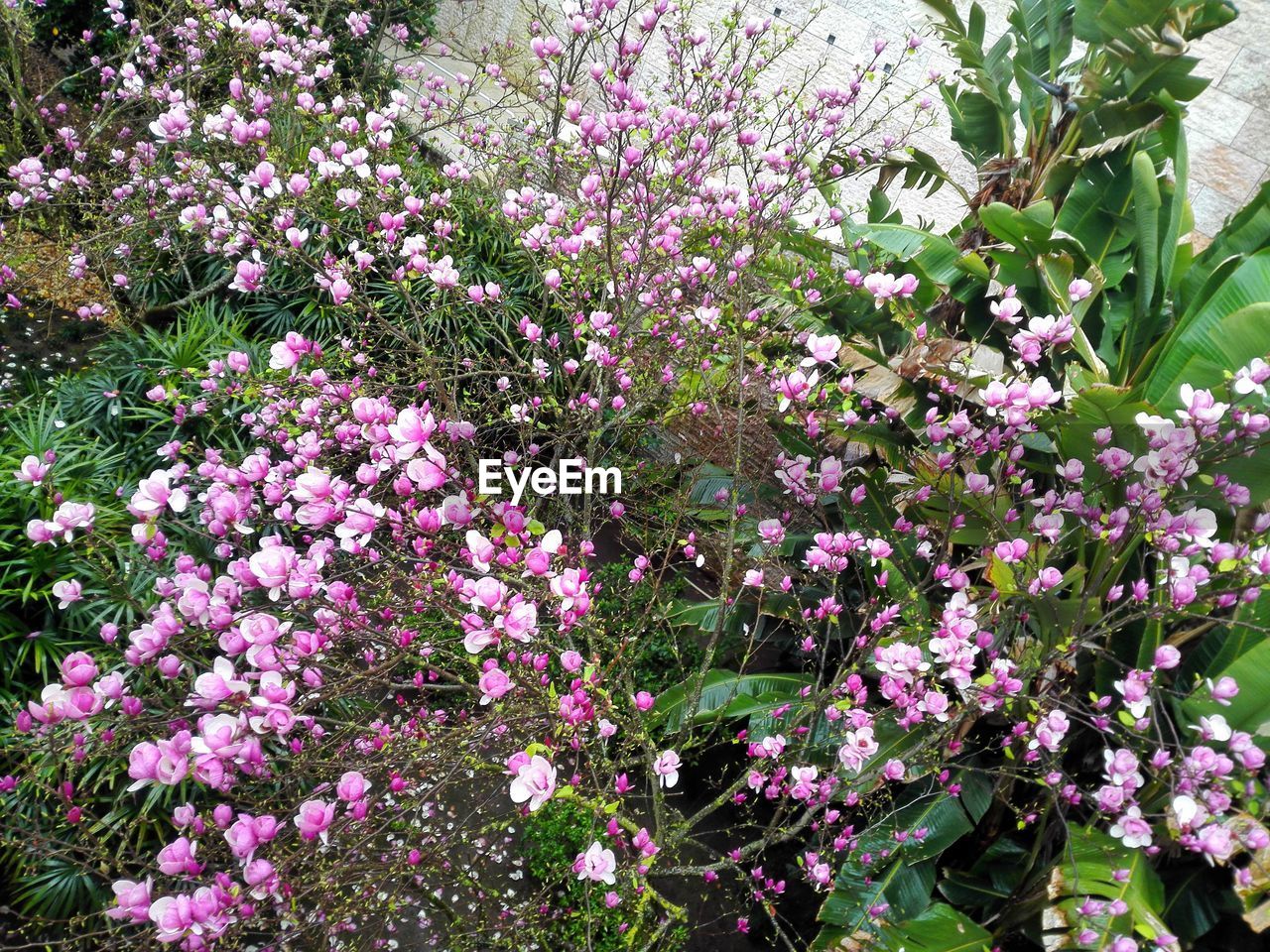 LOW ANGLE VIEW OF PURPLE FLOWERING PLANTS