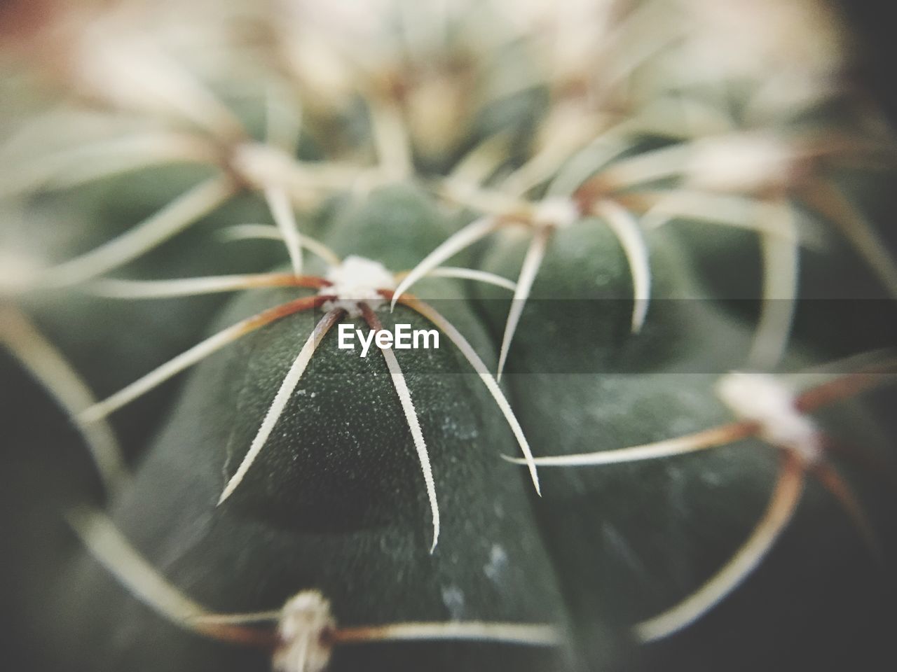 CLOSE-UP OF SPIDER WEB