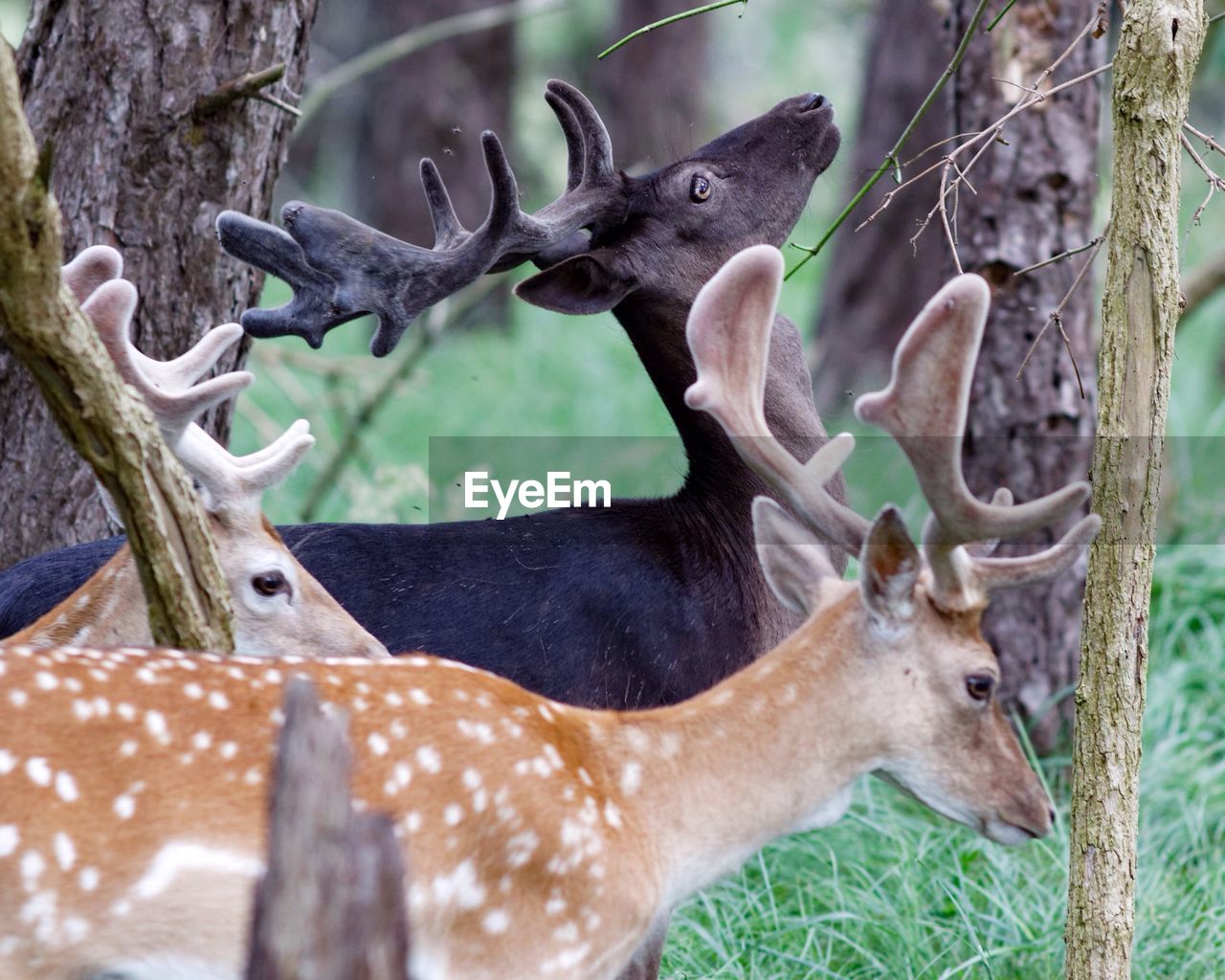 Side view of deer in forest