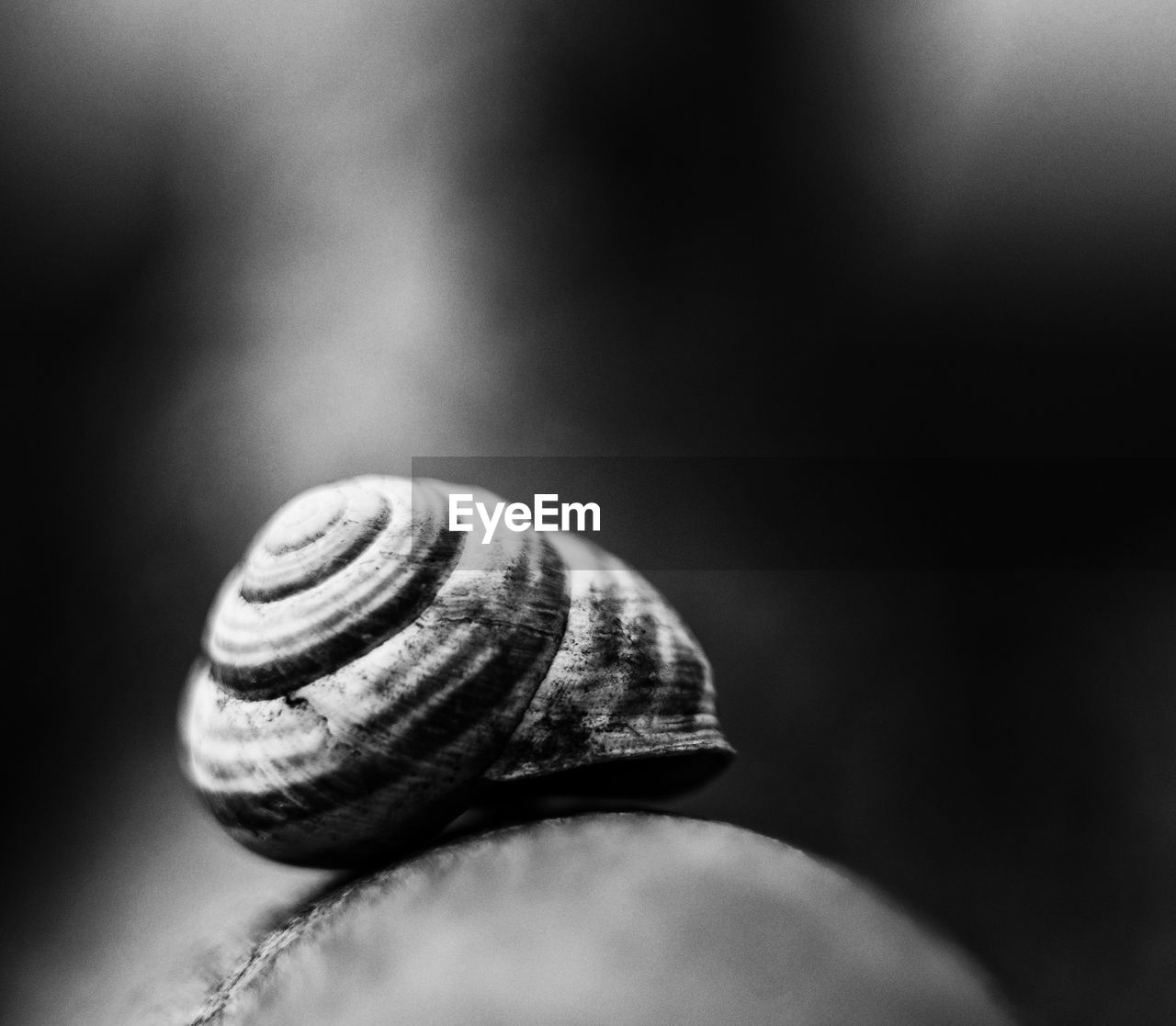 Close-up of snail