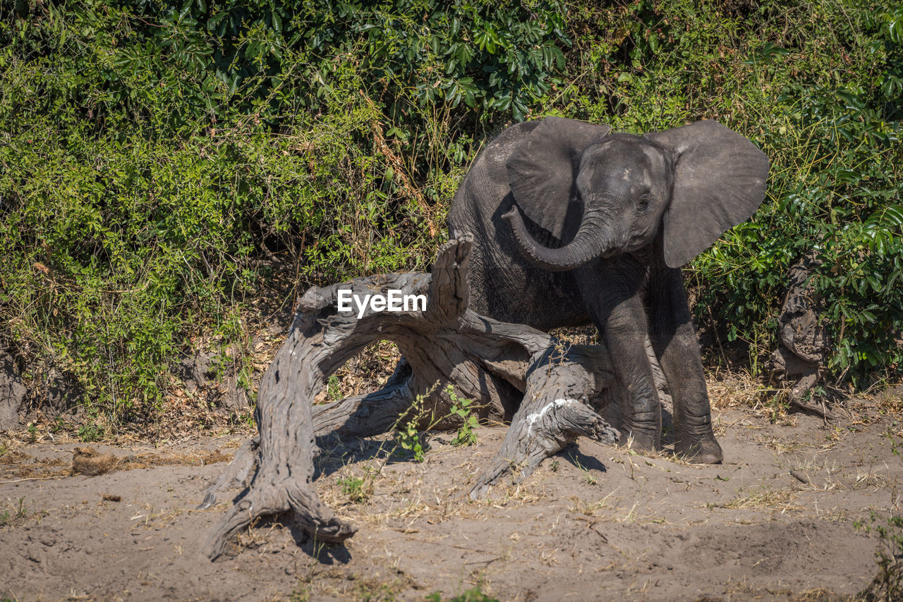 African elephant calf standing in forest