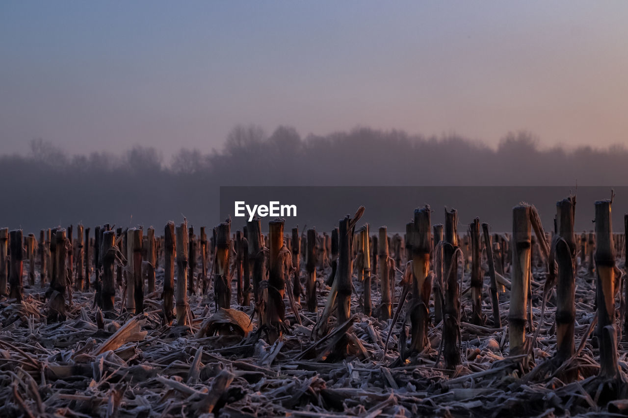 Panoramic view of broken trees on field against sky