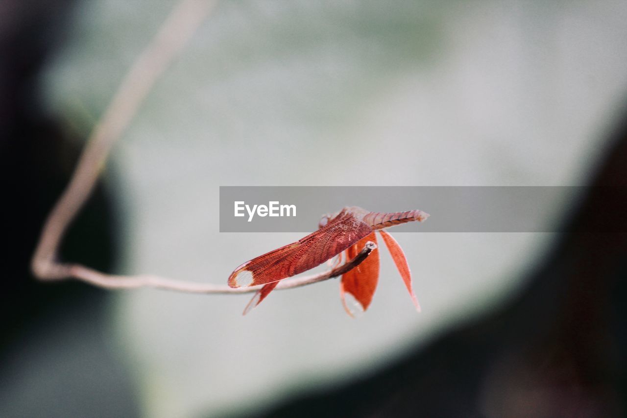 Close-up of red dragonfly on plant during autumn